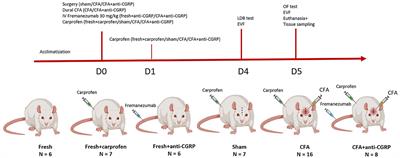 Rodent behavior following a dural inflammation model with anti-CGRP migraine medication treatment